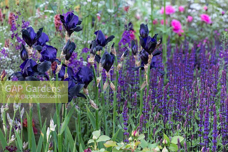 Cloudy Bay Garden, designer Andrew Wilson. Deep blue Irises in moody planting scheme. RHS Chelsea Flower Show 2014. 