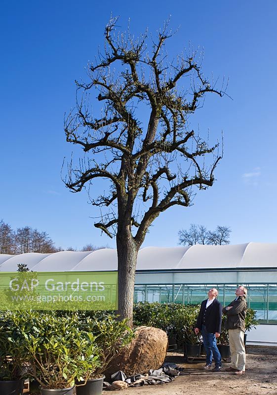 Crocus Nursery, Surrey - Arne Maynard and Crocus Co-Director Mark Fane admire an ancient pear tree for Arne Maynard Chelsea 2012 garden