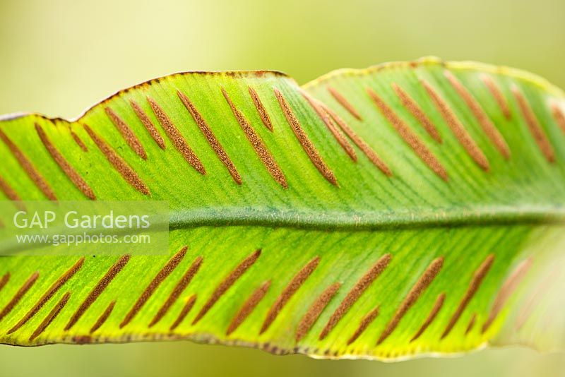 Asplenium scolopendrium - hart's tongue fern. Crocus Nursery, Surrey 
