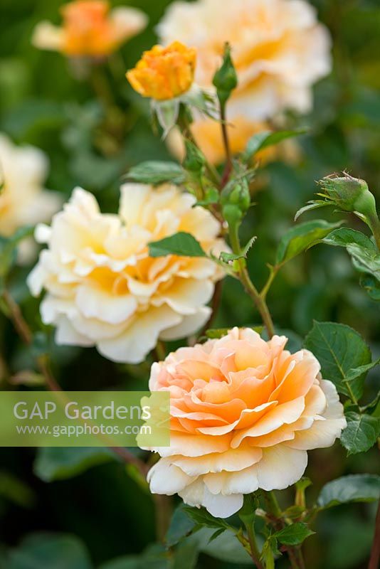 Rosa Welwyn Garden Glory 'Harzumber'
