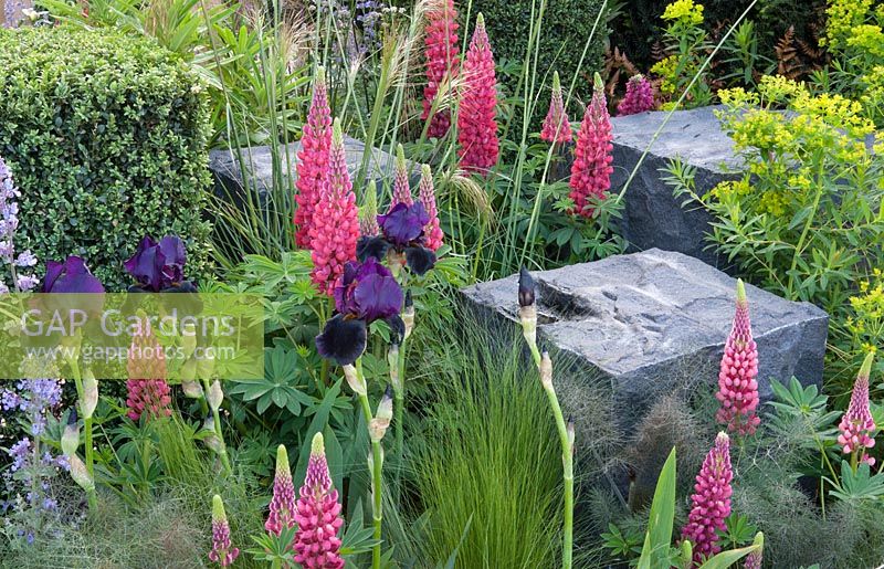 Lupinus Red Rum and granite blocks - Peoples Choice Award at the Chelsea RHS Flower Show 2014 - Hope on the Horizon Garden 
