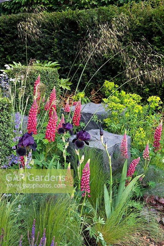 Lupins, dark purple bearded irises, Stipa gigantea and stipa tenuissima with yew hedge boundary as backdrop. Plant combinations with rough granite blocks. Hope on the Horizon Help for Heroes garden. Silver-Gilt medal 