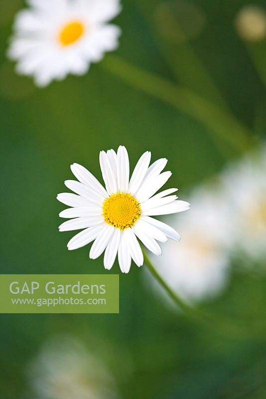 Argyranthemum gracile 'Chelsea Girl' - marguerite, paris daisy