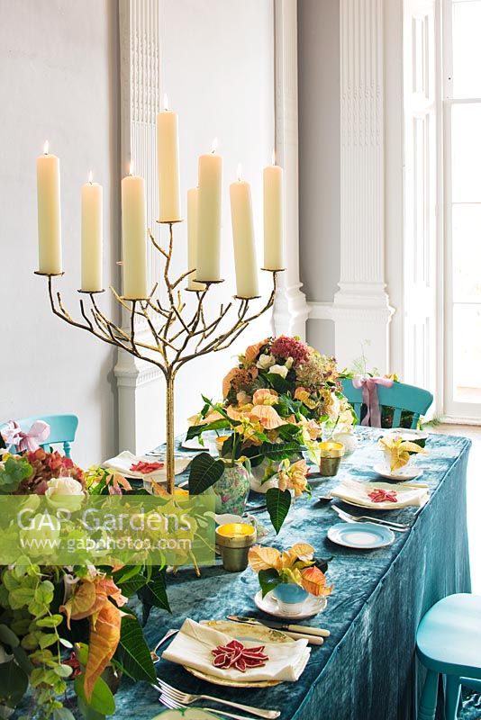 Dining table decorated with candles stand and Poinsettia 'Christmas Feelings Cinnamon'