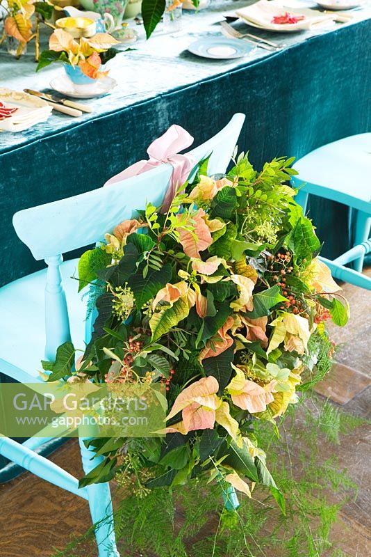 Dining table chair decorated with Poinsettia 'Christmas Feelings Cinnamon'