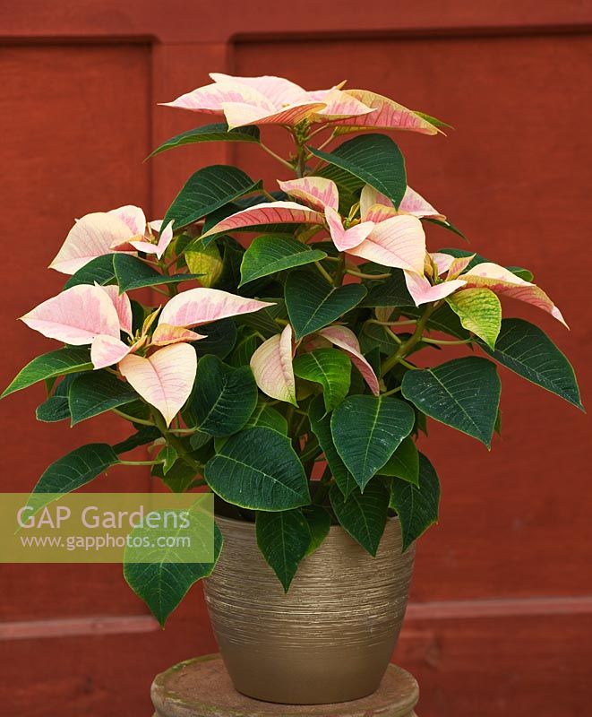 Poinsettia 'Mars Marble' in container indoors 