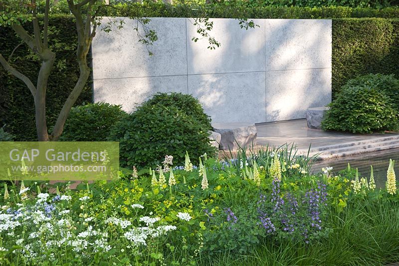 Stone panels in Yew (Taxus) hedge, Amelanchier underplanted with Beech (Fagus) mounds, Lupinus 'Cashmere Cream' and 'Chandelier', Euphorbia palustris, Orlaya grandiflora, Tellima grandiflora. The Laurent-Perrier Garden. Winner of Gold Medal and Best In Show garden