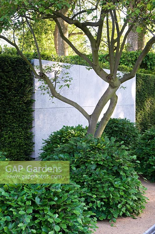 Contemplative, elegant garden with yew hedge and plain concrete wall panel in front of which is a raised canopy amelanchier and loosely arranged domed Fagus shrubs. Best Show Garden Gold medal winner
