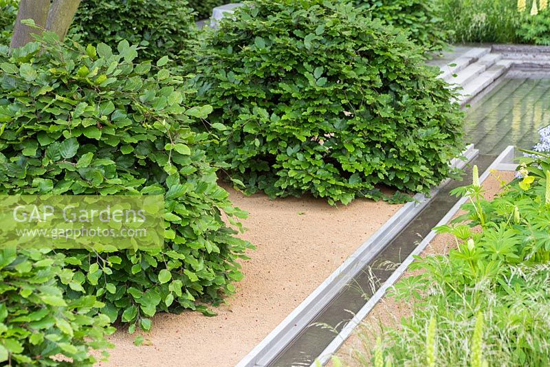 Row of Fagus sylvatica shrubs beside a water feature, leading to a granite pool. The Laurent-Perrier Garden. Chelsea Flower Show 2014

