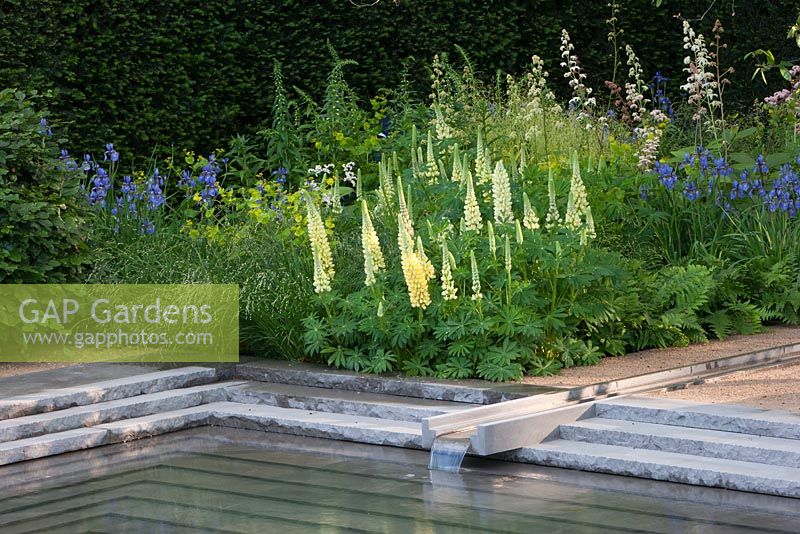 The Laurent Perrier Garden, RHS Chelsea Flower Show 2014. Rill flowing into garden pond with Lupinus 'Cashmere Cream' and Lupinus 'Chandalier' and Iris 'Persimmon' 