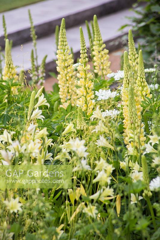 Border planted with Lupinus 'Chandelier' and Gladiolus tristis with a view to granite steps. The Laurent-Perrier Garden. RHS Chelsea Flower Show 2014
