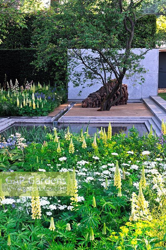 The Laurent-Perrier Garden. RHS Chelsea Flower Show 2014. Contemporary formal garden with yellow and white planting. Multi stemmed Amelencheir, concrete panel in clipped yew hedge. Lupinus 'Chandelier', beech domes, orlaya grandiflora and euphorbia 
