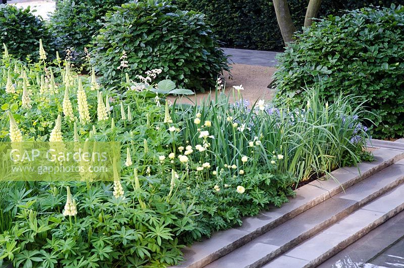 Mixed yellow border in The Laurent Perrier Garden - RHS Chelsea Flower Show 2014