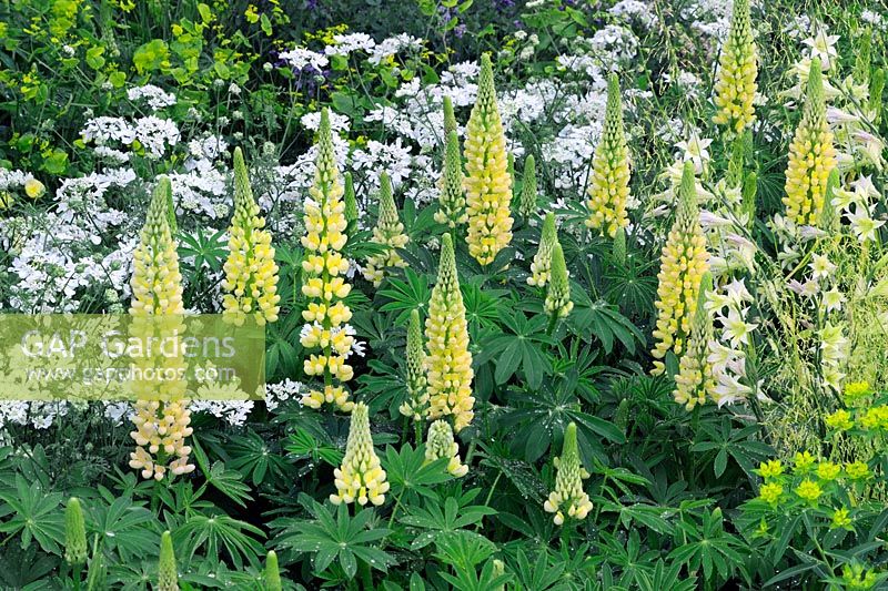 Yellow and white planting with lupinus 'Chandelier', orlaya grandiflora -  The Laurent-Perrier Garden, RHS Chelsea Flower Show 2014