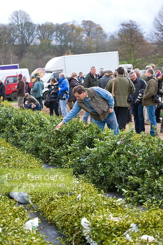 Holly and mistletoe auction, Tenbury Wells, Worcestershire