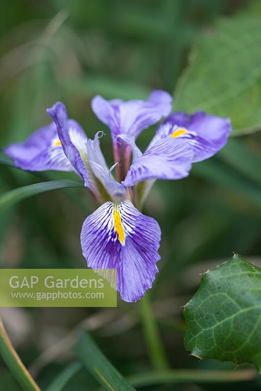 Iris unguicularis. Cambridge Botanic Garden