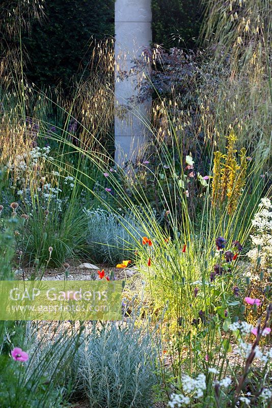 Planting of perennials, grasses and bulbs including Stipa gigantea, Asphodeline lutea, Eschscholzia californica 'Red Chief', Papaver and Salvia lavandulifolia. The M and G Garden, Gold medal winner. RHS Chelsea Flower Show 2014.