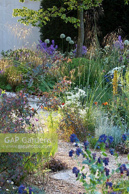Planting of perennials, grasses and bulbs including Stipa gigantea, Asphodeline lutea, Eschscholzia californica 'Red Chief', Papaver, Rosa glauca and Athamantha turbith. The M and G Garden, Gold medal winner. RHS Chelsea Flower Show 2014.