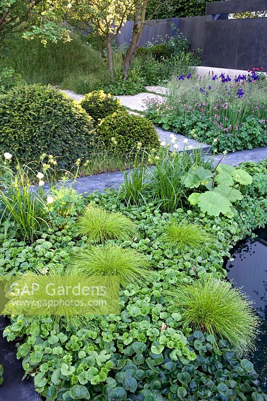 Round pool set in predominantly low-level green foliage planting including asarum, rodgersia, scirpus cernuus and iris sibirica black slanted wall behind to represent trench walls. - No Man's Land: ABF The Soldiers' Charity Garden to mark the Centenary of World War One.  Gold medal. 