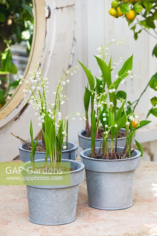 Metal containers with convallaria majalis - lily of the valley. 