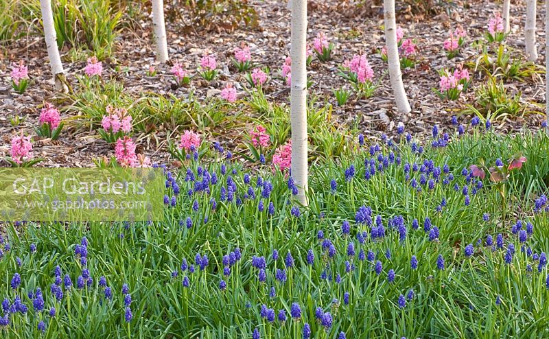 The winter garden path with Betula Utilis Jacquemontii 'Doorenbos', Hyacinth 'Pink Pearl' and Muscari Armeniacum 