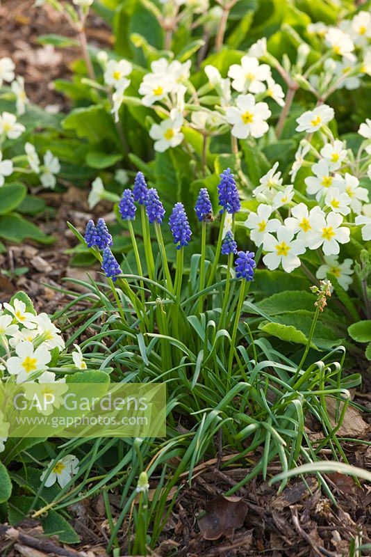 The winter garden with muscari and primulas. Ragley Hall, Warwickshire