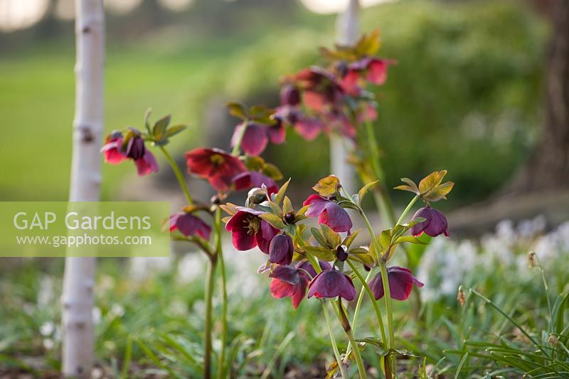 The winter garden with Helleborus orientalis 'Harvington Reds'. Ragley Hall, Warwickshire