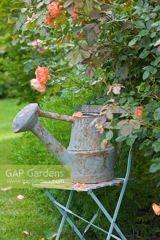 Vintage french watering can on blue metal seat  with Rosa 'Westerland'. Les Jardins de Roquelin, Loire Valley, France