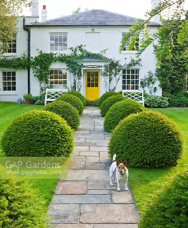 The front garden with stone path, house with yellow door, clipped yew topiary balls and pesto the dog. Gipsy House, Buckinghamshire 

