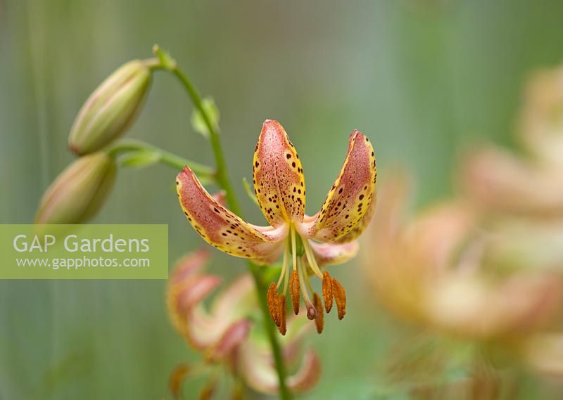 Lilium 'Slate's Select', martagon lily - scented