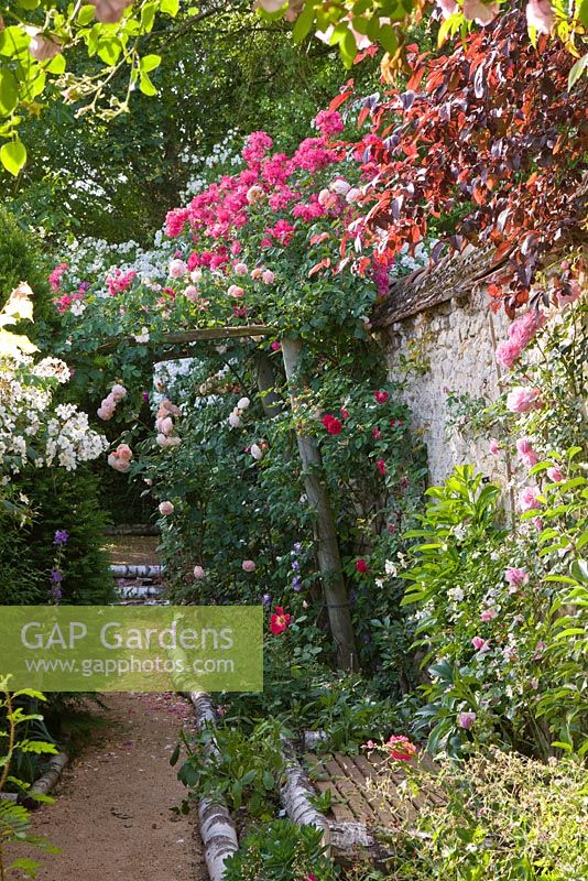 Rosa leander on right with pergola and path lined with birch. Andre Eve Garden, France