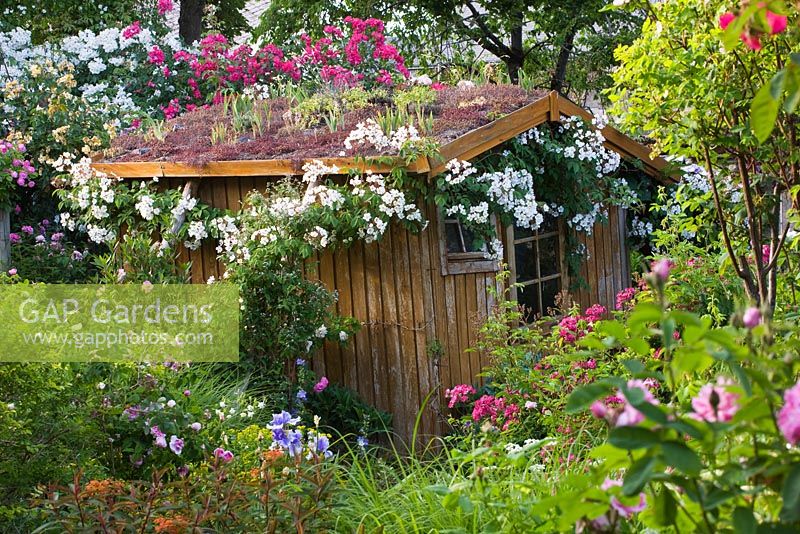 Shed with living roof of sedums. Andre Eve Garden, France