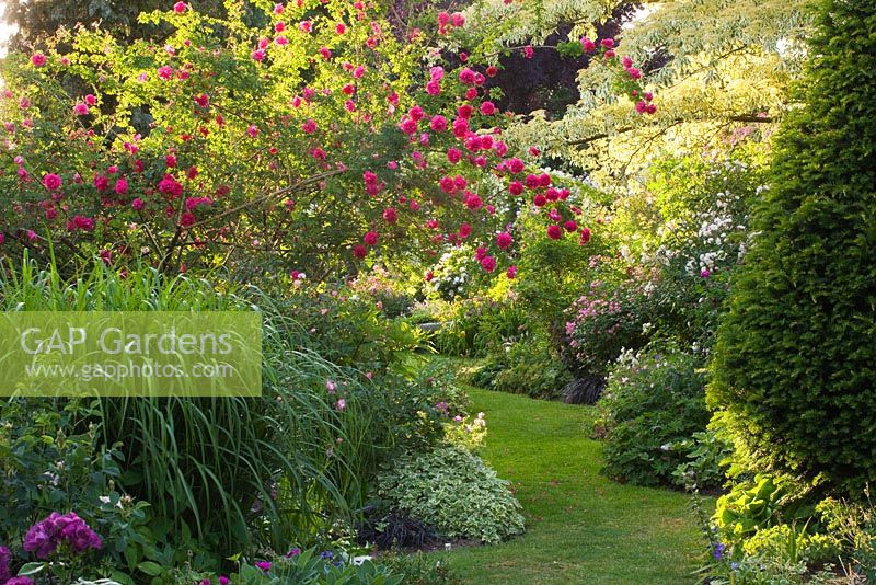 Grass path surrounded by Rosa 'Cerise Bouquet'. Andre Eve Garden, France

