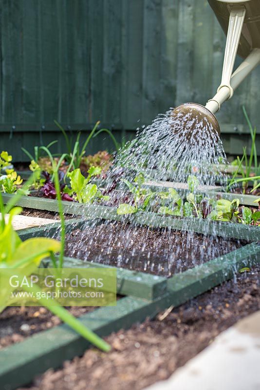 Square foot gardening. Planting Radish 'Scarlet Globe'. Watering