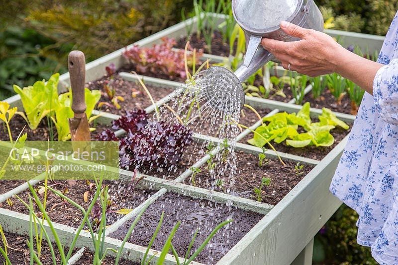Square Foot gardening in a vegetable trug. Planting Salad Leaves 'Bright and Spicy'. Watering