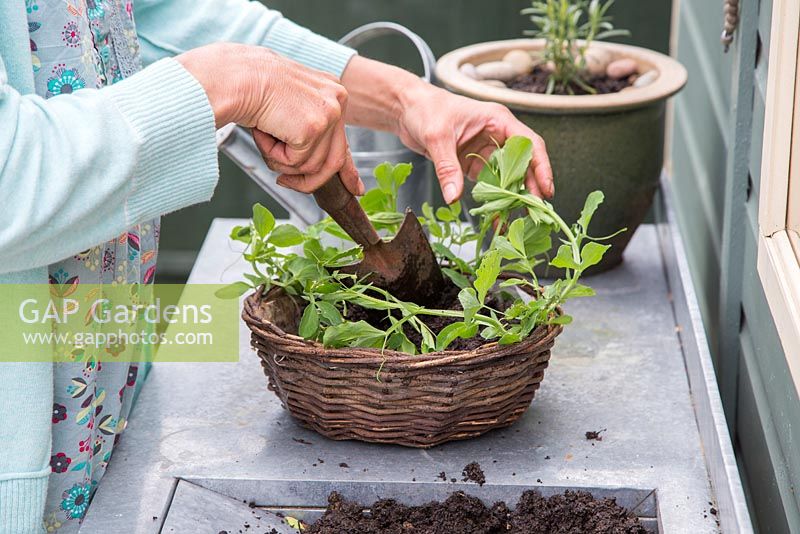 Woman planting Sweetpeas in a hanging basket upon a potting bench