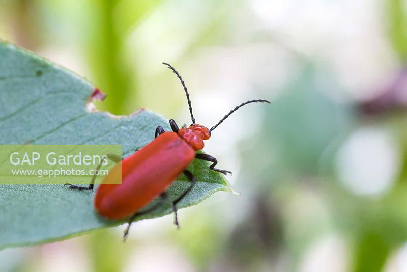 Red-headed Cardinal Beetle on broad bean leaf.