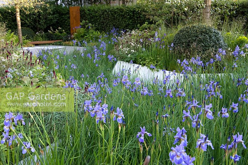 Mass planting of iris sibirica 'Gerald Darby' representing marginal planting water filtration. Damp loving plant combination. Change of levels. Hawthorn hedge. RBC Waterscape Garden. Gold medal 