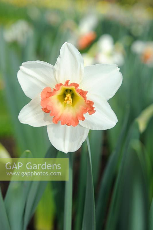 Narcissus 'Pink Charm' - Large cupped 