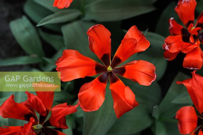 Tulipa 'Dubbel Roodkapje' 