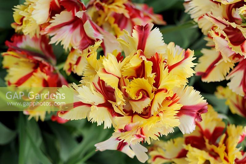Tulipa 'Double Flaming Parrot'