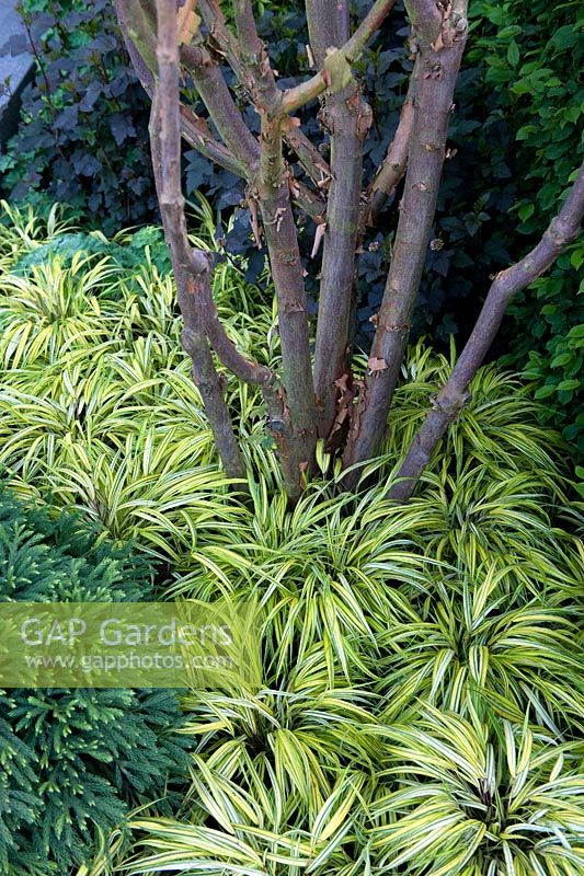 Planting combination of golden ornamental grass at foot of multi-stemmed tree. Silver-Gilt medal The Brewin Dolphin Garden at the RHS Chelsea Flower Show 2014.