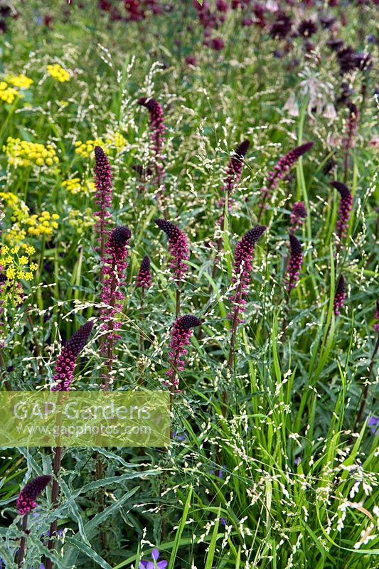 Planting combination of Lysimachia atropurprea 'Beaujolais' and ornamental grass with Zizia aptera in background. RHS Chelsea Flower Show 2014 - The Brewin Dolphin Garden, awarded silver gilt