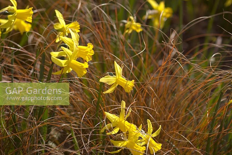 Carex secta with Narcissus 'February Gold'