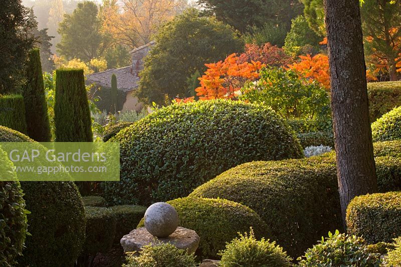 Clipped topiary shapes at dawn with stags horn sumach (Rhus typhina) in background