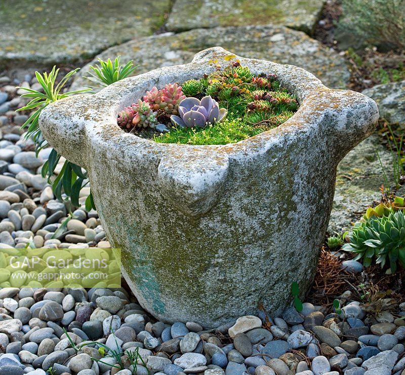 Stone container planted with succulents
