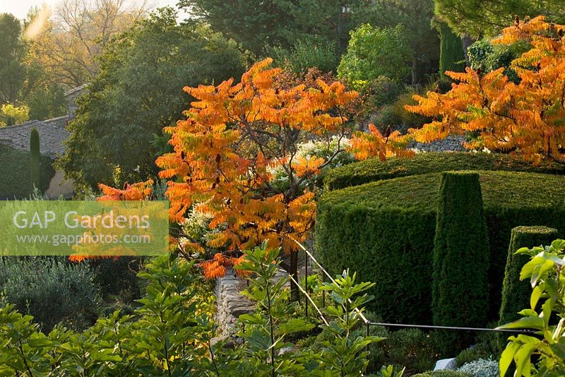 Clipped topiary at dawn with stags horn sumach (Rhus typhina)