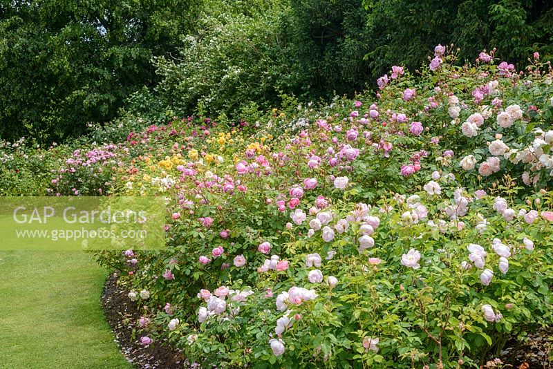 Rosa border with David Austin varieties of English roses. Queen Mary's Gardens, Regent's Park, London.