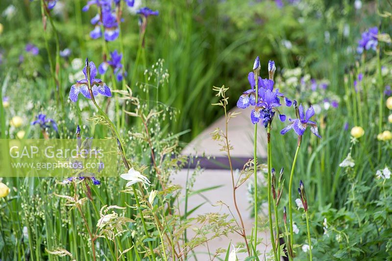 The Homebase Garden 'Time to Reflect'. RHS Chelsea Flower Show 2014. Iris sibirica with view to path. 