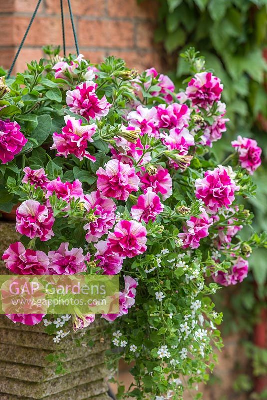 Petunia 'Tumbelina Rosy Ripple' in container with bacopa
